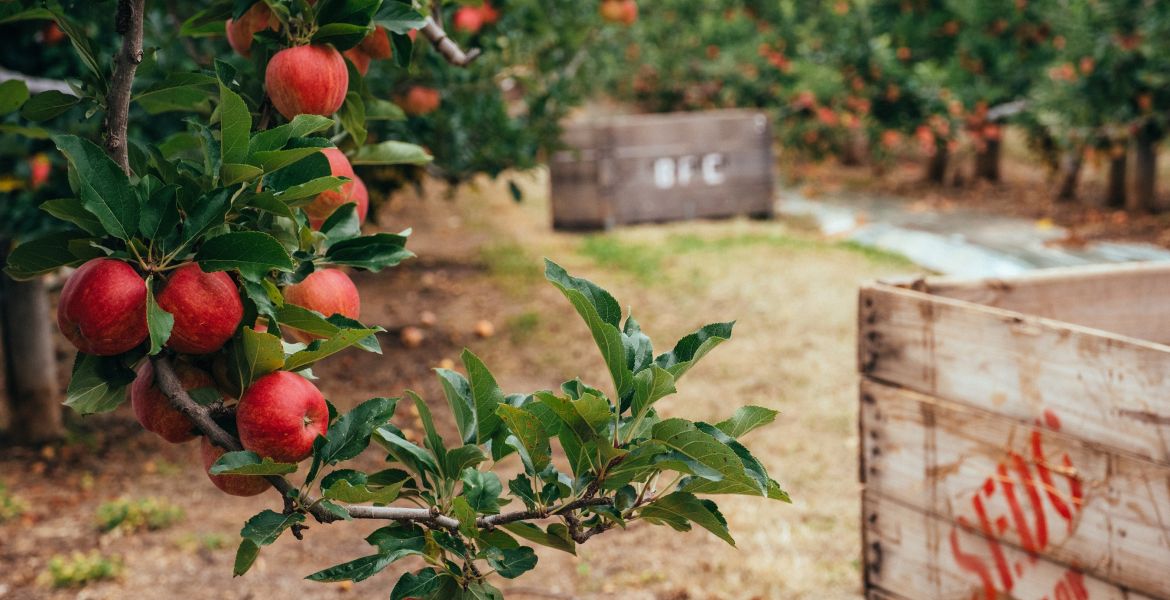 Batlow Cider Is Hiring a New South Wales Sales Manager