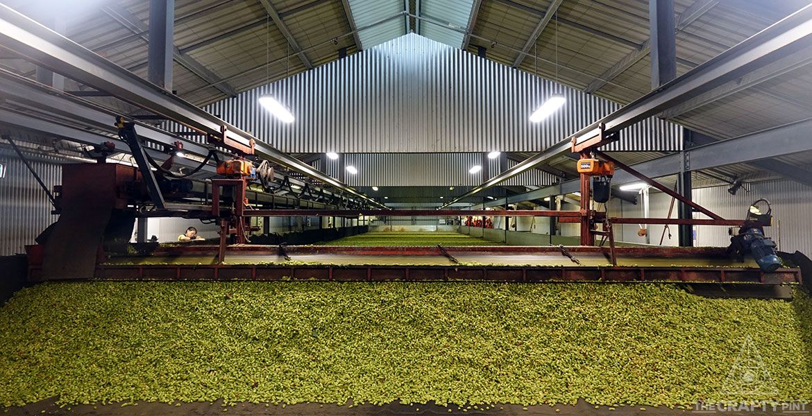 HPA Eclipse Past Years In The 2023 Hop Harvest