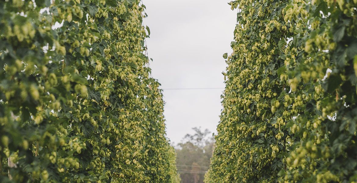 So Fresh: The Rise Of WA's Hop Growers