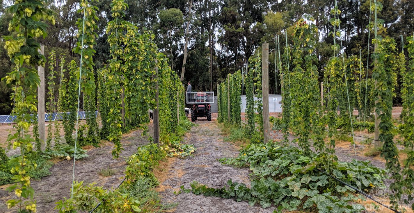 A Day In The Life Of: A Hop Farmer