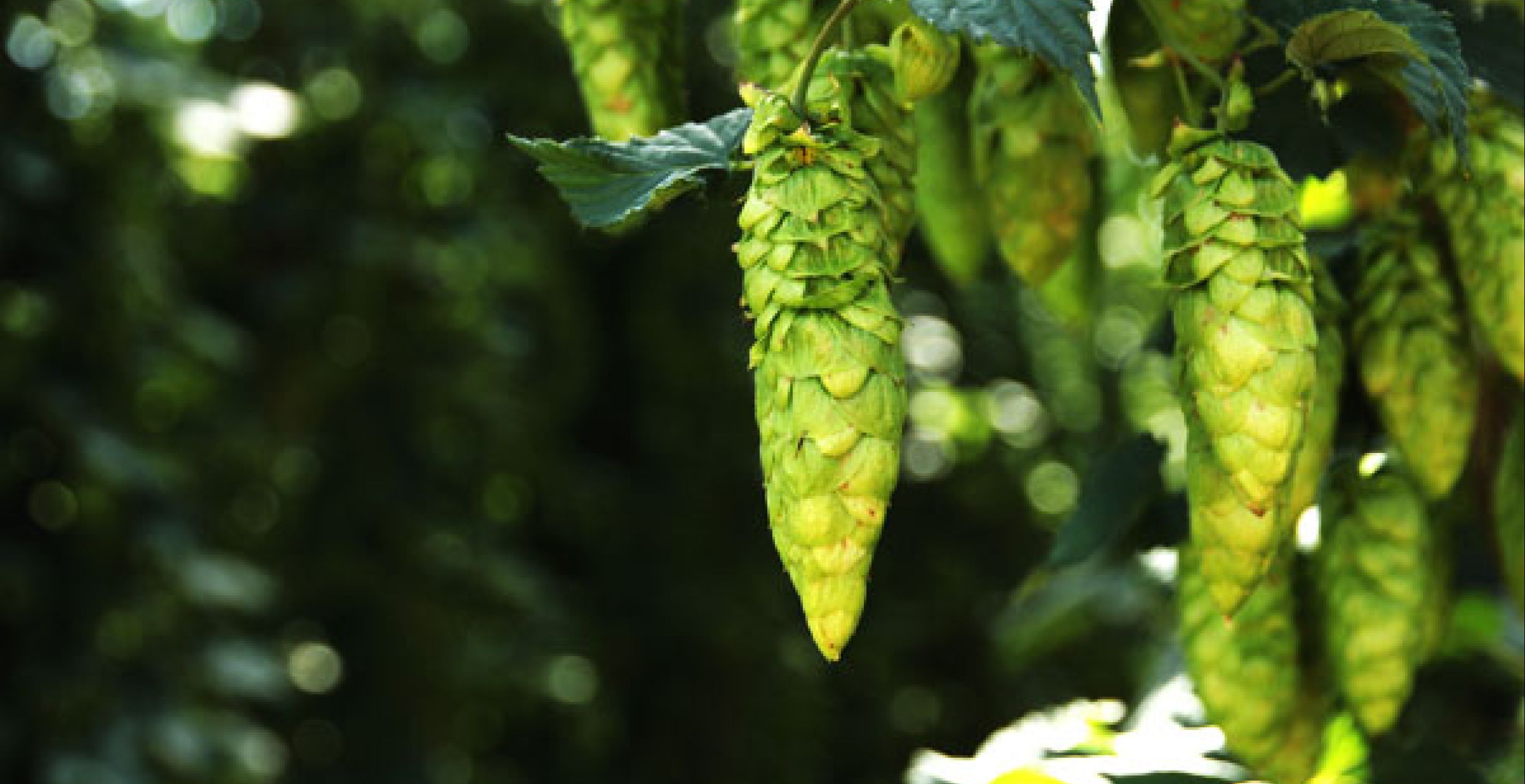 James Halliday Article: On The Hop