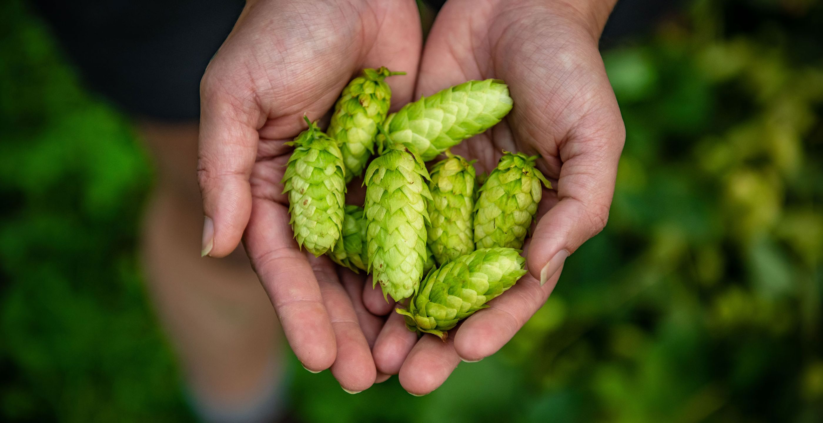 Choice Az! The Rise Of Kiwi Hops