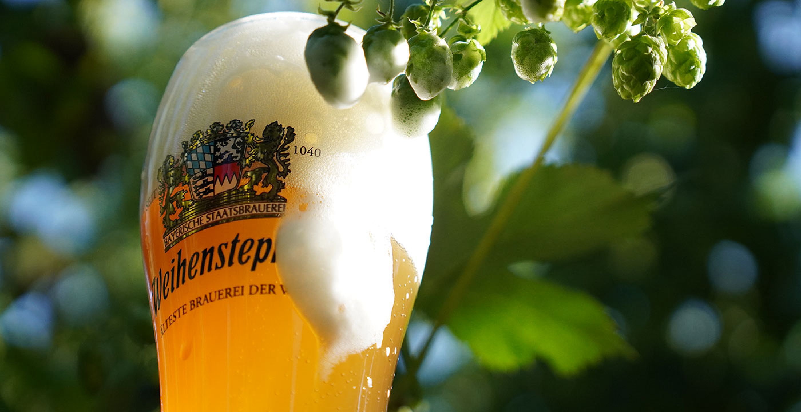 Brewing With Tradition: Wheat Beer&#039;s Rich History &amp; Modern Appeal