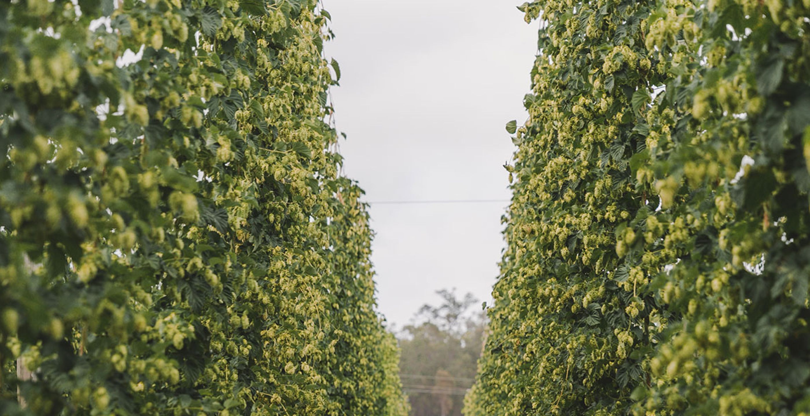 So Fresh: The Rise Of WA&#039;s Hop Growers