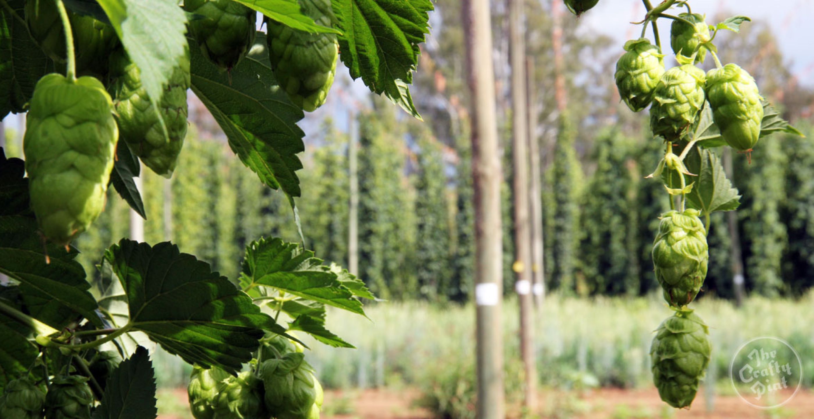 The Big Issue: Hops