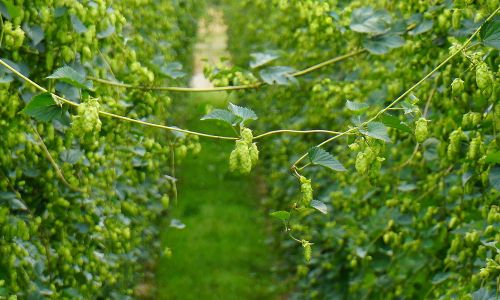 The Collaborators: Freestyle Hops