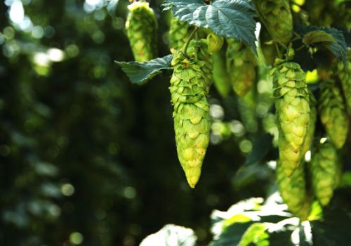 Beer Travel: A Journey Into Hops