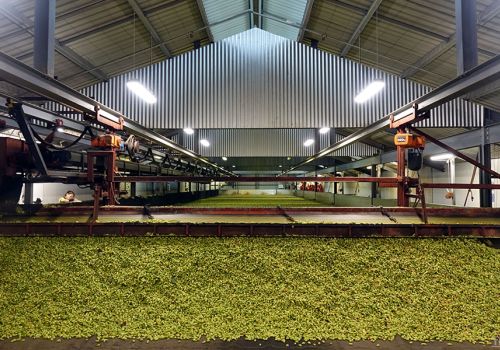 HPA Eclipse Past Years In The 2023 Hop Harvest