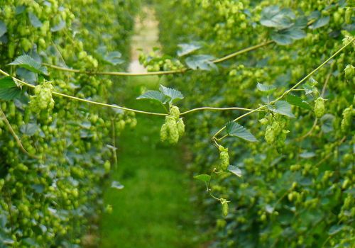 The Collaborators: Freestyle Hops