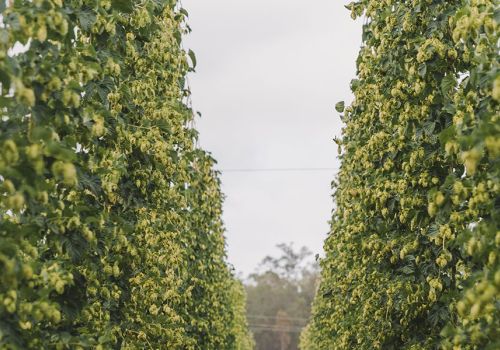 So Fresh: The Rise Of WA's Hop Growers