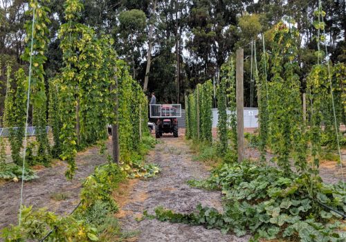 A Day In The Life Of: A Hop Farmer