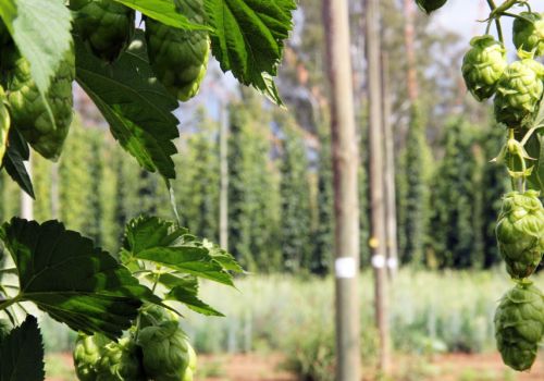 The Big Issue: Hops