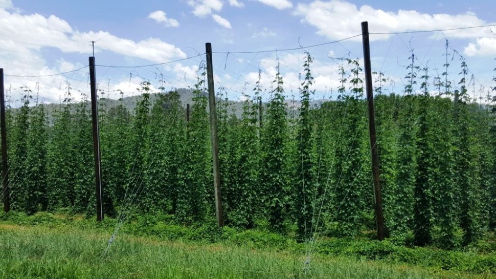 Costanzo's Hop Harvest Brewing Course at Bright Brewery (VIC)