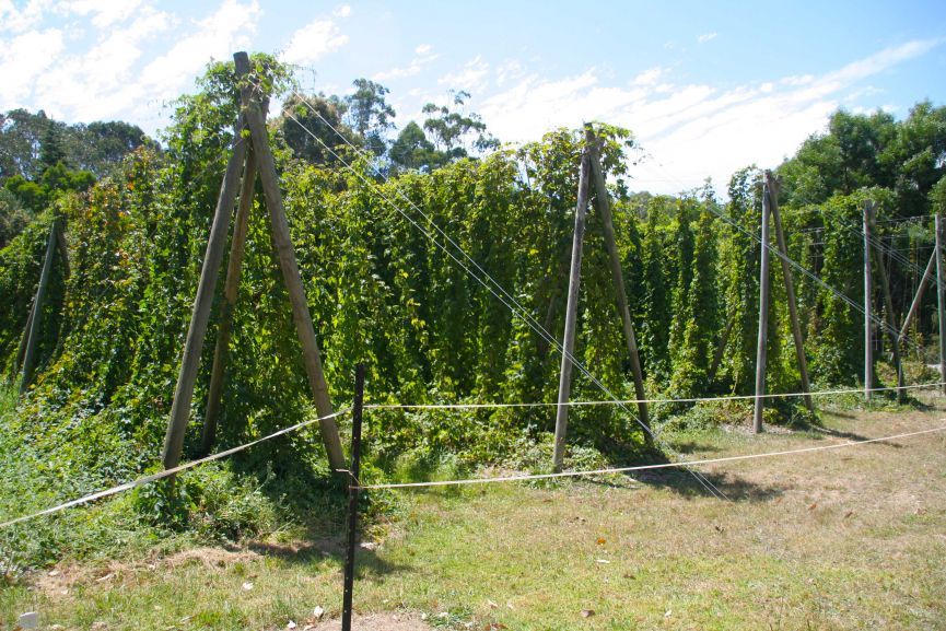 Hop Pickin' at Red Hill (VIC)